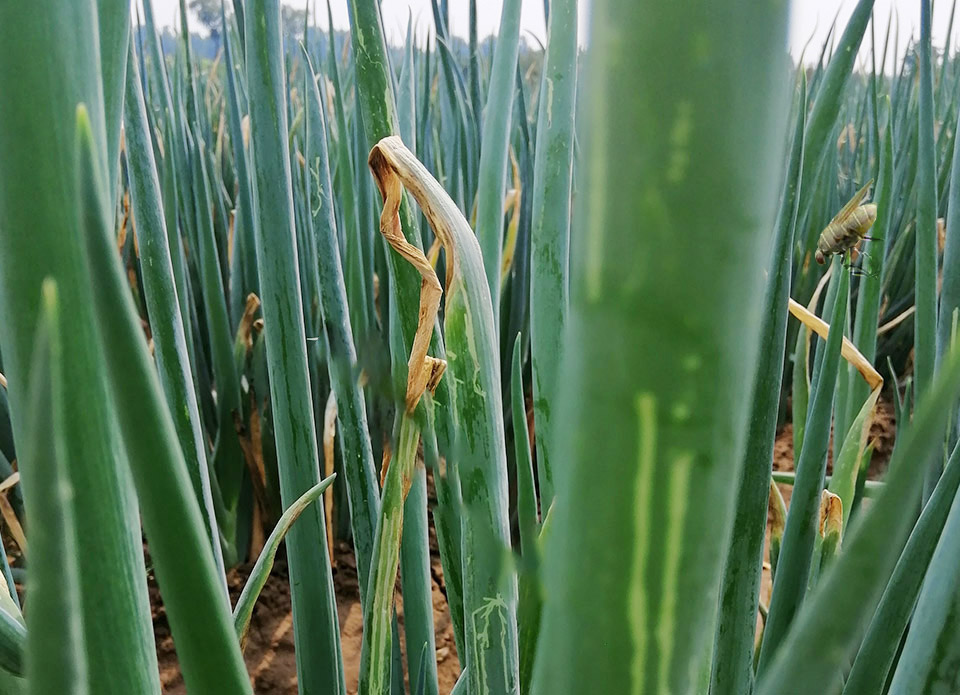 大蔥蟲害解決方案